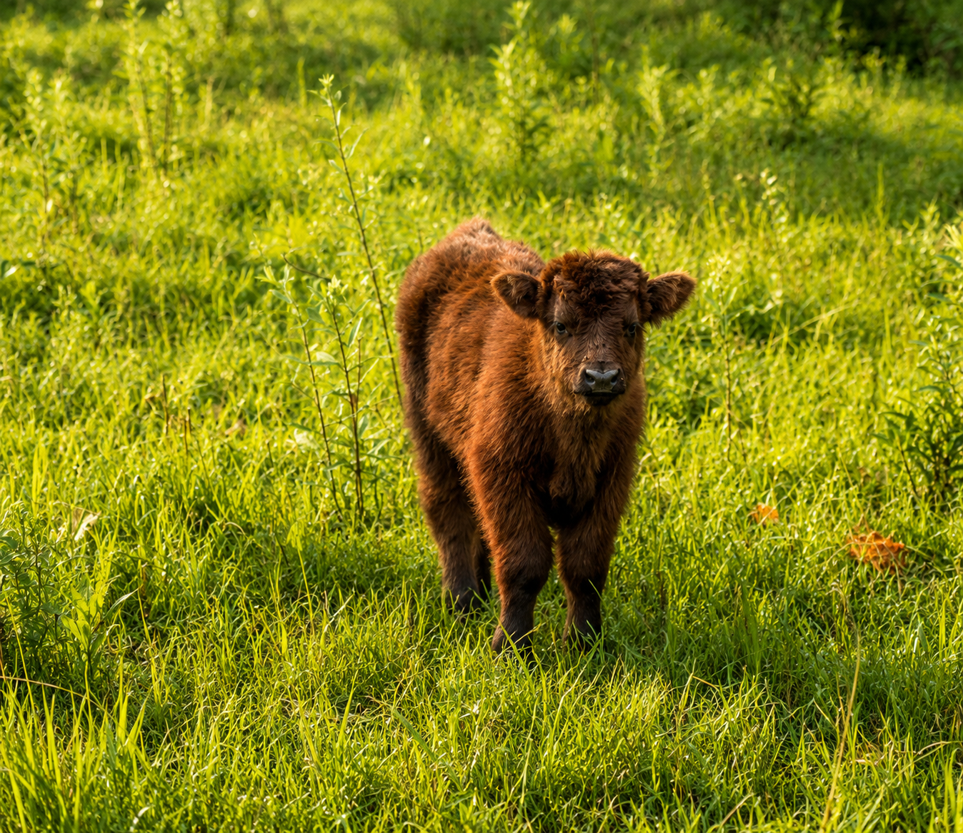 Maggie, a Scottish Highland cow