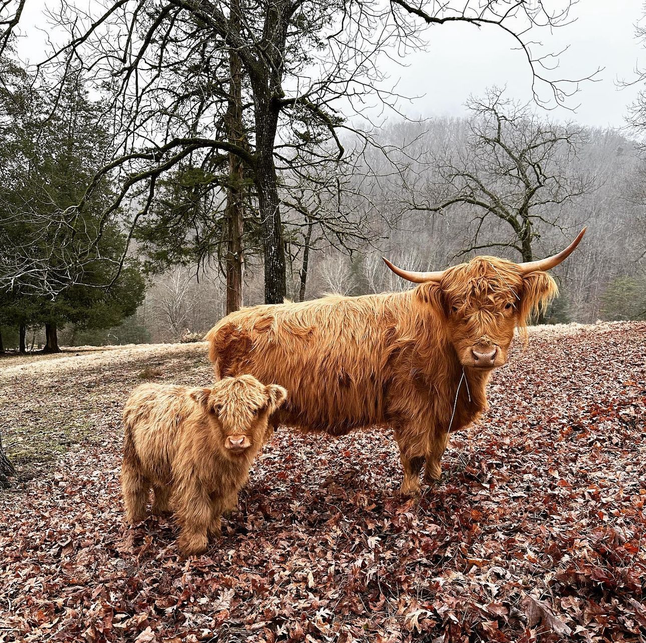 Star & Henry, a Scottish Highland cow