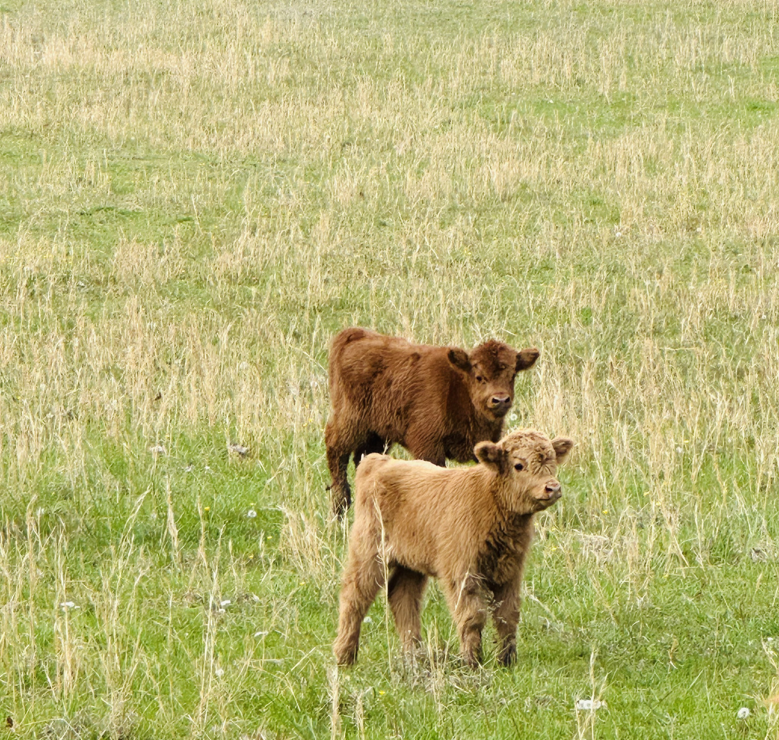 Rosie & Clover, a Scottish Highland cow